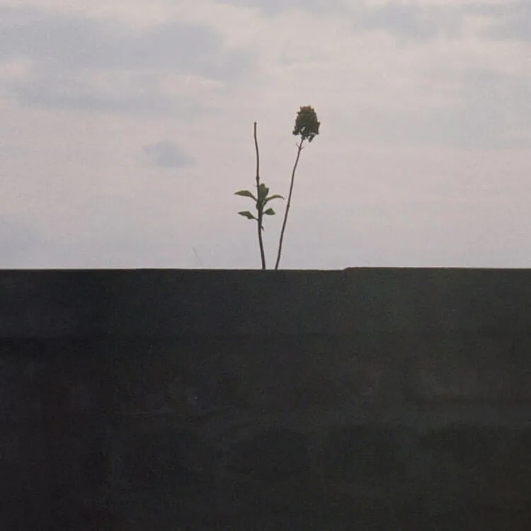 Photo of plant with blue sky and clouds.