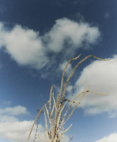 Wild plant in front of a cloudy sky background
